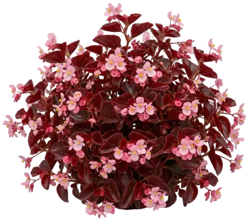 Wax Begonia Pink cut-out illustration