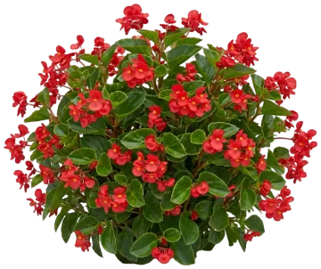 Wax Begonia Red cut-out illustration