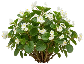 Wax Begonia White cut-out illustration