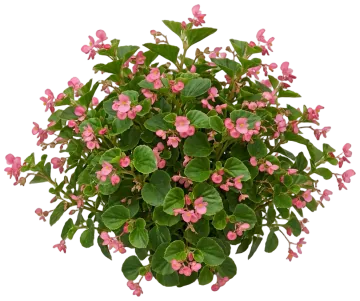 Begonia cut-out illustration