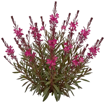 Belleza Dark Pink Gaura cut-out illustration