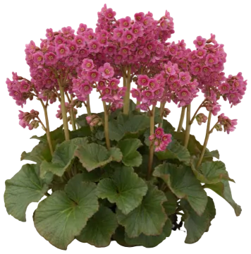 Bergenia cut-out illustration