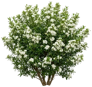 Berry Box Pyracomeles cut-out illustration