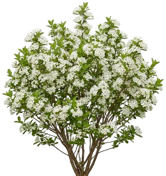 Berry Scape Aronia cut-out illustration