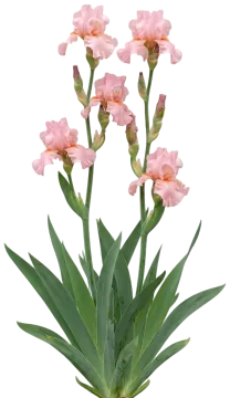 Beverly Sills Reblooming Bearded Iris cut-out illustration