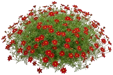 Campfire Red Ember Bidens cut-out illustration