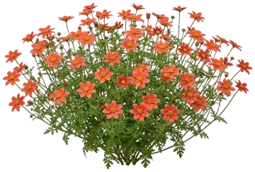 Painted Orange Bidens cut-out illustration