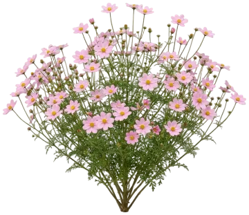 Pink Bidens cut-out illustration