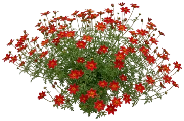 Painted Red Bidens cut-out illustration
