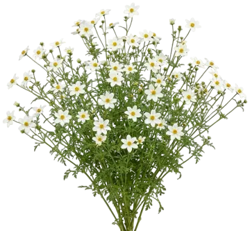 Campfire Marshmallow Bidens cut-out illustration