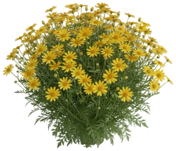 Bidens cut-out illustration