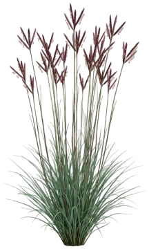Big Bluestem cut-out illustration
