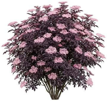 Black Beauty Elderberry cut-out illustration