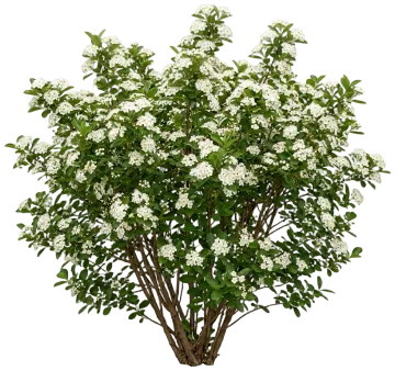 Black Chokeberry cut-out illustration