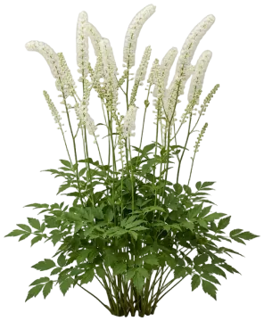 Black Cohosh cut-out illustration