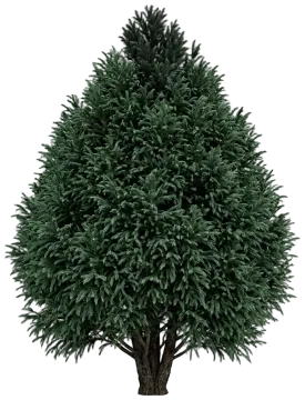 Black Dragon Japanese Cedar cut-out illustration