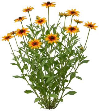 Denver Daisy cut-out illustration
