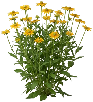 Prairie Sun cut-out illustration