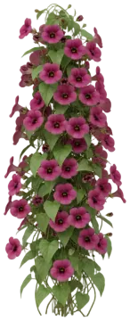 Arizona Rose cut-out illustration