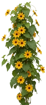 Lemon Star cut-out illustration