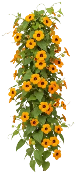 Black-Eyed Susan Vine cut-out illustration