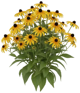 Black-Eyed Susan cut-out illustration