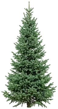 Black Hills Spruce cut-out illustration