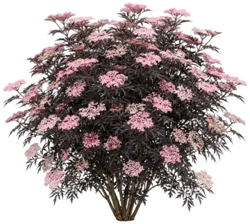 Black Lace Elderberry cut-out illustration