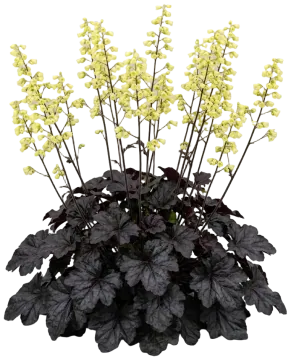 Black Sea Coral Bells cut-out illustration