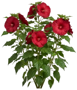 Blackberry Merlot Hibiscus cut-out illustration