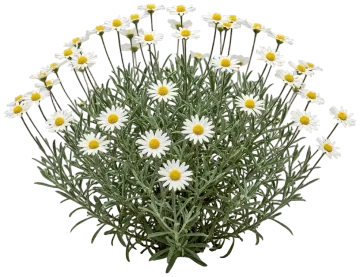 Blackfoot Daisy cut-out illustration