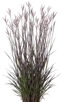 Blackhawks Big Bluestem cut-out illustration