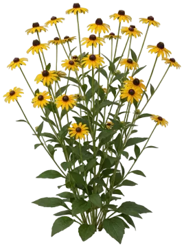 Blackjack Gold Black-Eyed Susan cut-out illustration