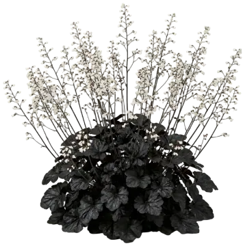 Blackout Coral Bells cut-out illustration