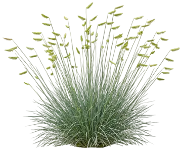 Blonde Ambition Blue Grama Grass cut-out illustration