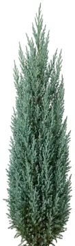Blue Arrow Juniper cut-out illustration