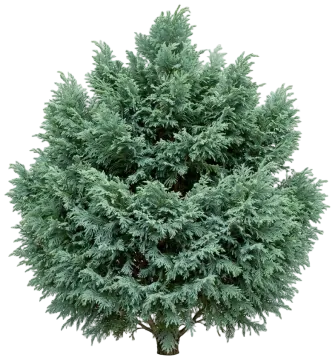 Blue Feathers Hinoki Cypress cut-out illustration