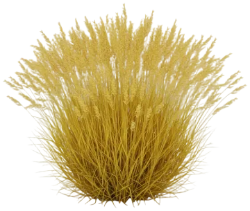 Golden Toupee cut-out illustration