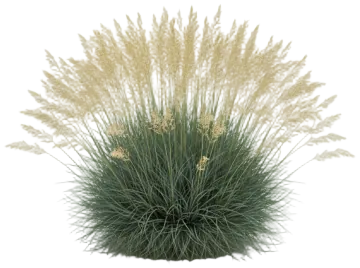 Blue Fescue cut-out illustration