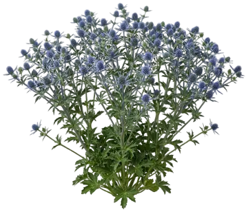 Blue Glitter Sea Holly cut-out illustration