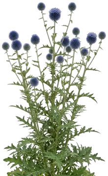 Blue Glow Globe Thistle cut-out illustration