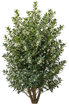 Blue Maid Holly cut-out illustration