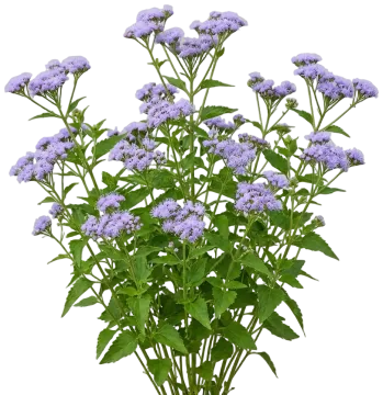 Blue Mistflower cut-out illustration