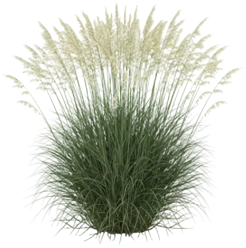 Blue Oat Grass cut-out illustration