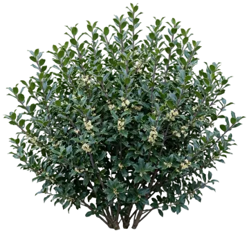 Blue Prince Holly cut-out illustration