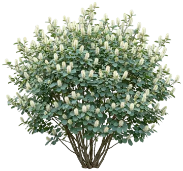 Blue Shadow Fothergilla cut-out illustration