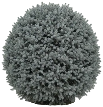 Globe Blue Spruce cut-out illustration