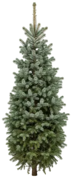 Hoopsii cut-out illustration