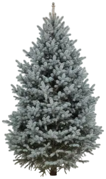 Colorado Blue Spruce cut-out illustration