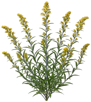 Blue-Stemmed Goldenrod cut-out illustration